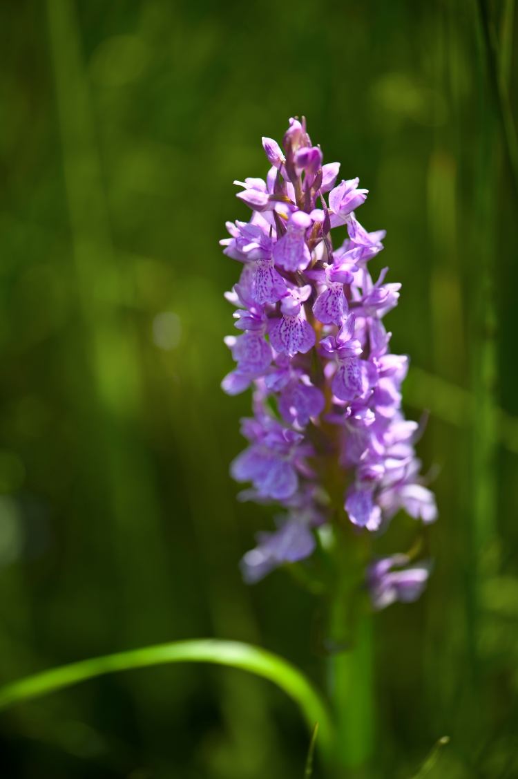 common spotted orchid.jpg