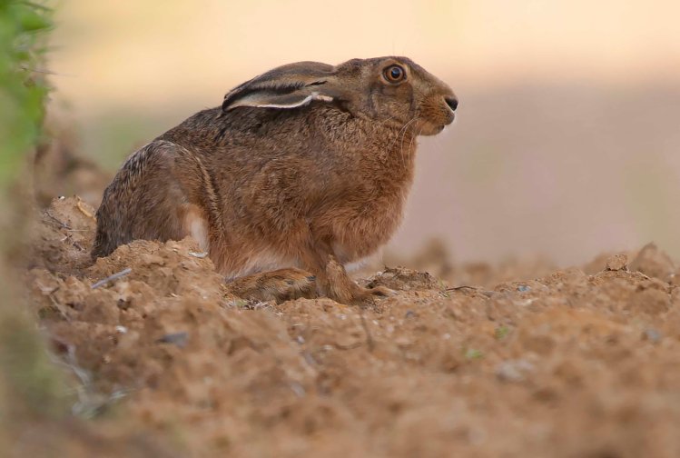 hare in edge