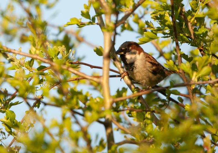 hpuse sparrow